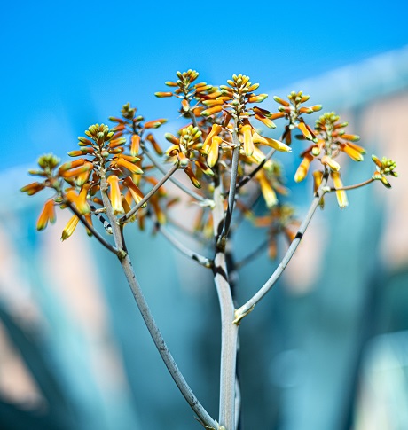 Blomma och blå himmel